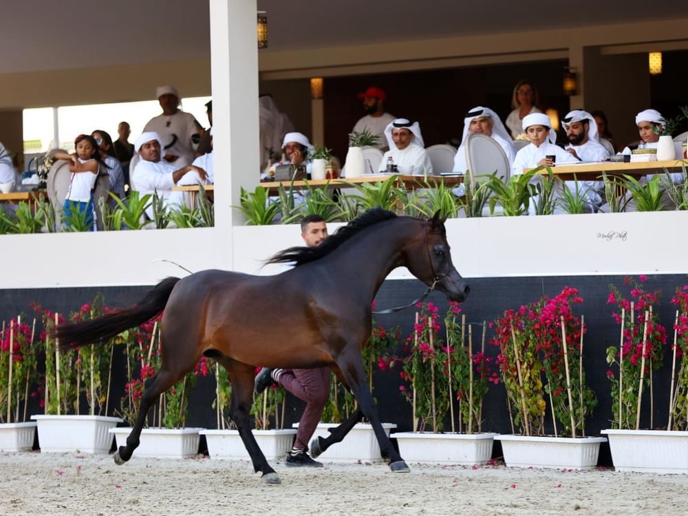 بطولة الشراع الدولية لجمال الخيل العربية تنطلق غدا من نادي العين