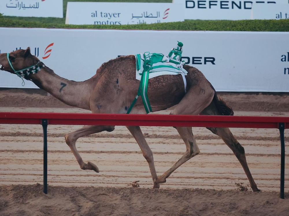 28 شوطاً في تحديات الحول والزمول بمهرجان ولي عهد دبي للهجن