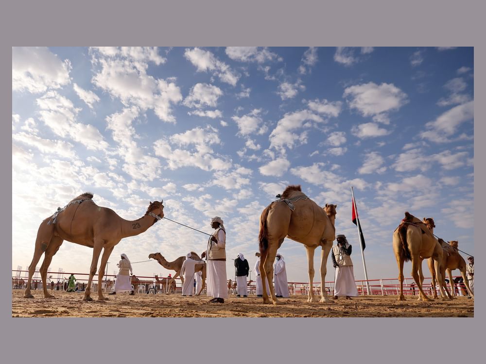 2226 مشاركة في "مزاينة الإبل" بـ "مهرجان الظفرة" خلال 12 يوما