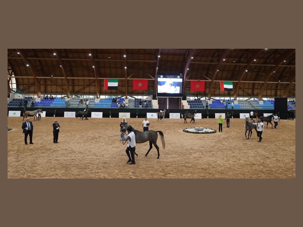 انطلاق فعاليات كأس الإمارات العالمي لجمال الخيل العربية بالمغرب