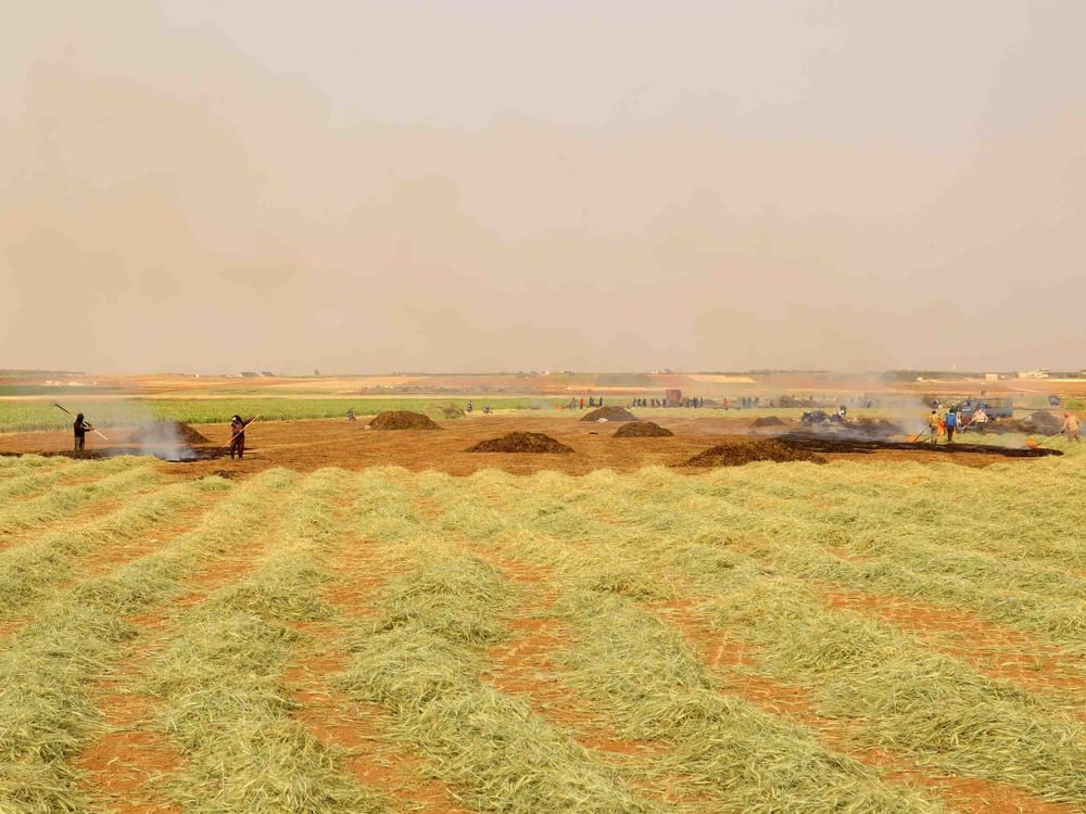 Syria achieves wheat self-sufficiency for first time since 2010