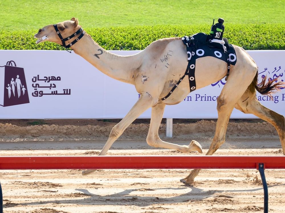 مهرجان ولي عهد دبي للهجن.. تألق "الرئاسة" و"الشحانية" في ختام سباقات أصحاب السمو "الشيوخ"