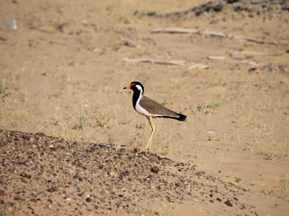 Dubai's Al-Wohoosh Desert Reserve demonstrates environmental value beyond scale