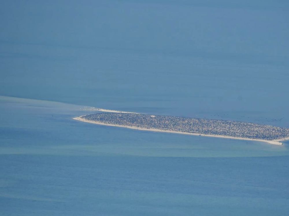Environment Agency – Abu Dhabi completes aerial survey covering 8,000+ km2 of marine habitat