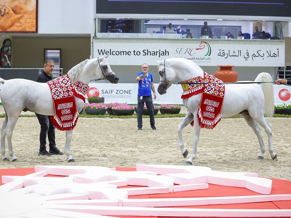 مهرجان الشارقة الدولي للجواد العربي السلالة المصرية ينطلق بعد غد