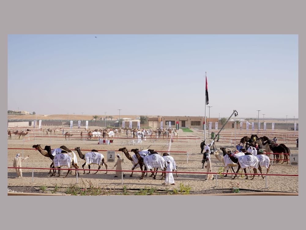 تتويج الفائزين في شوطي إنتاج العزبة بمزاينة مهرجان الظفرة