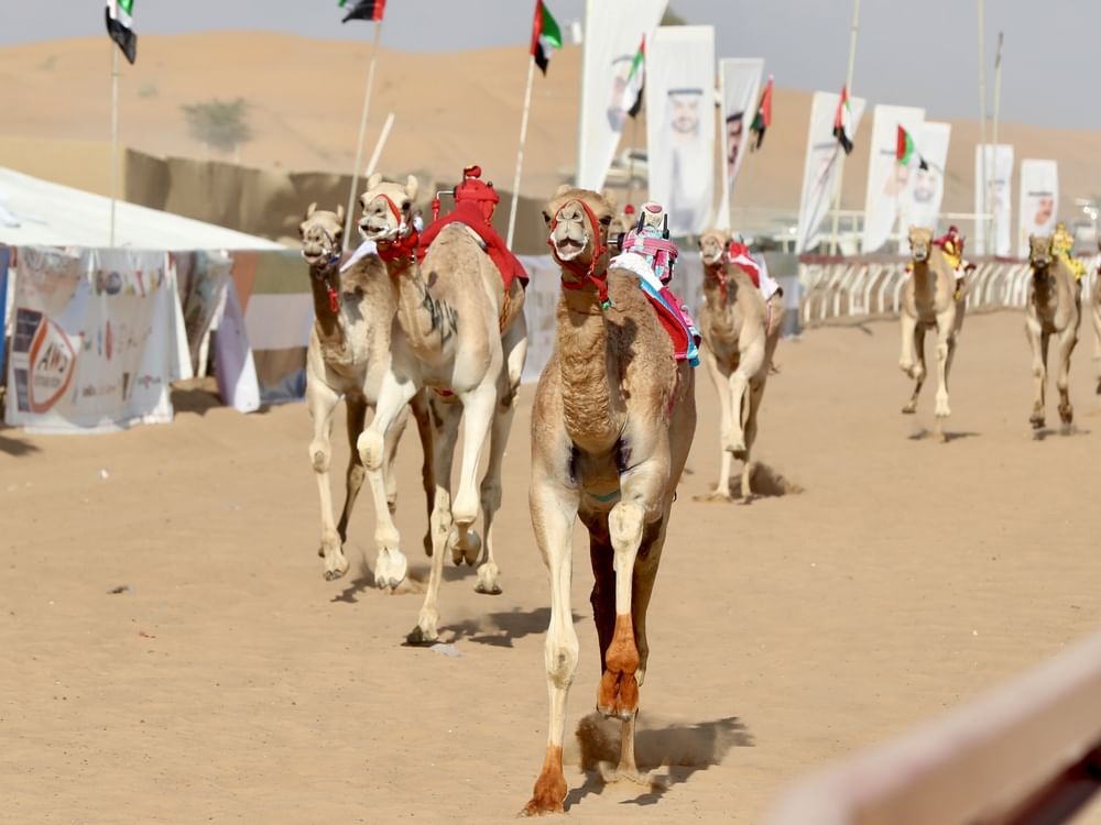 تواصل منافسات مهرجان أم القيوين الثامن عشر لسباقات الهجن العربية الأصيلة باللبسة.