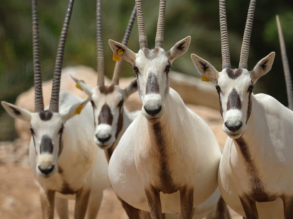 Zoológico de Al Ain celebra Dia das Espécies Ameaçadas com balanço de 57 anos de conservação