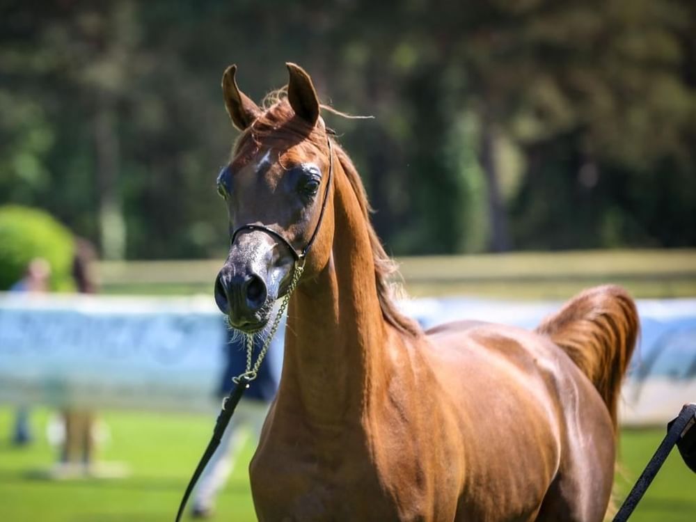 Fifth Emirates Arabian Horse Global Cup set to begin in Denmark on 15th June