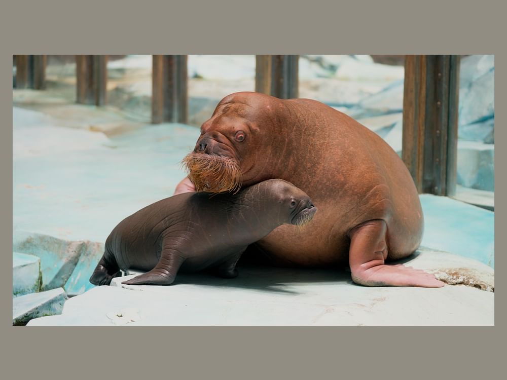 'SeaWorld Abu Dhabi' celebrates region’s first walrus calf birth