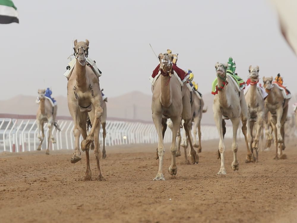 منافسات قوية في "أشواط الإيذاع" بمهرجان العين لسباقات الهجن
