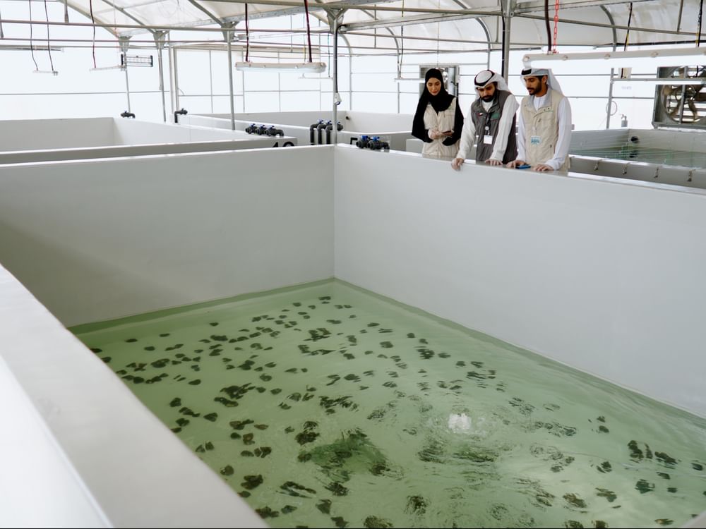 EAD executes region’s first freshwater oyster pearl aquaculture project