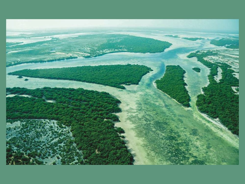 Abu Dhabi Mengumumkan Keberhasilannya Menanam 44 Juta Mangrove Sebagai Bagian dari Upaya Negara Tersebut untuk Memerangi Perubahan Iklim 