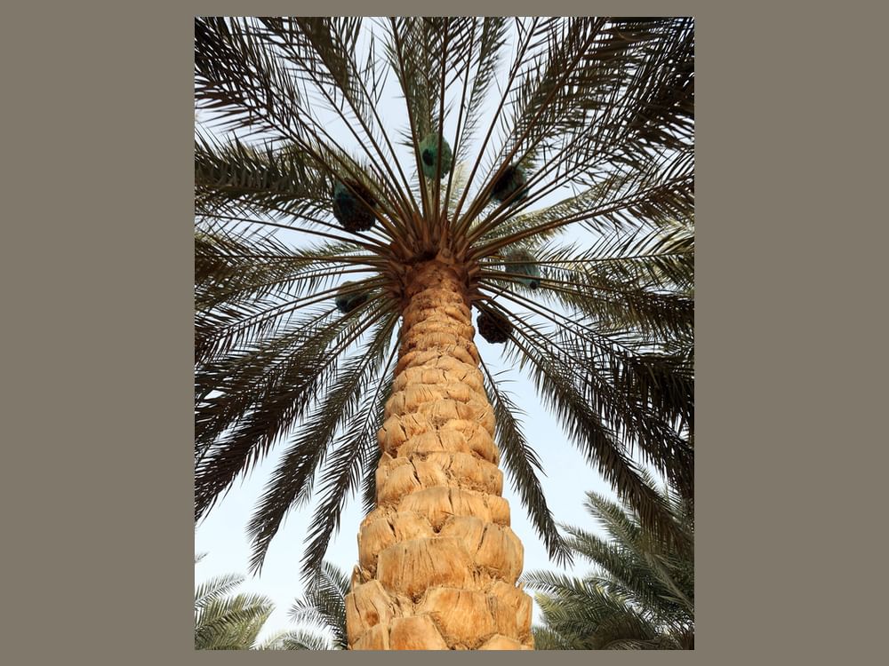 UAE date palms expand across China as cultivation advances