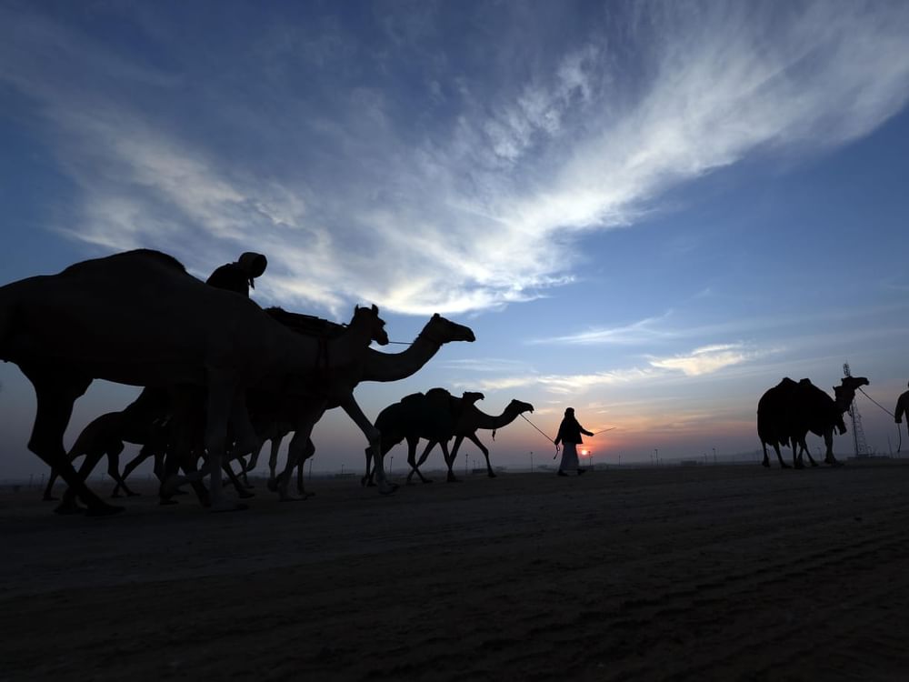بدء ترصيص الإبل المشاركة في مزاينة مدينة زايد