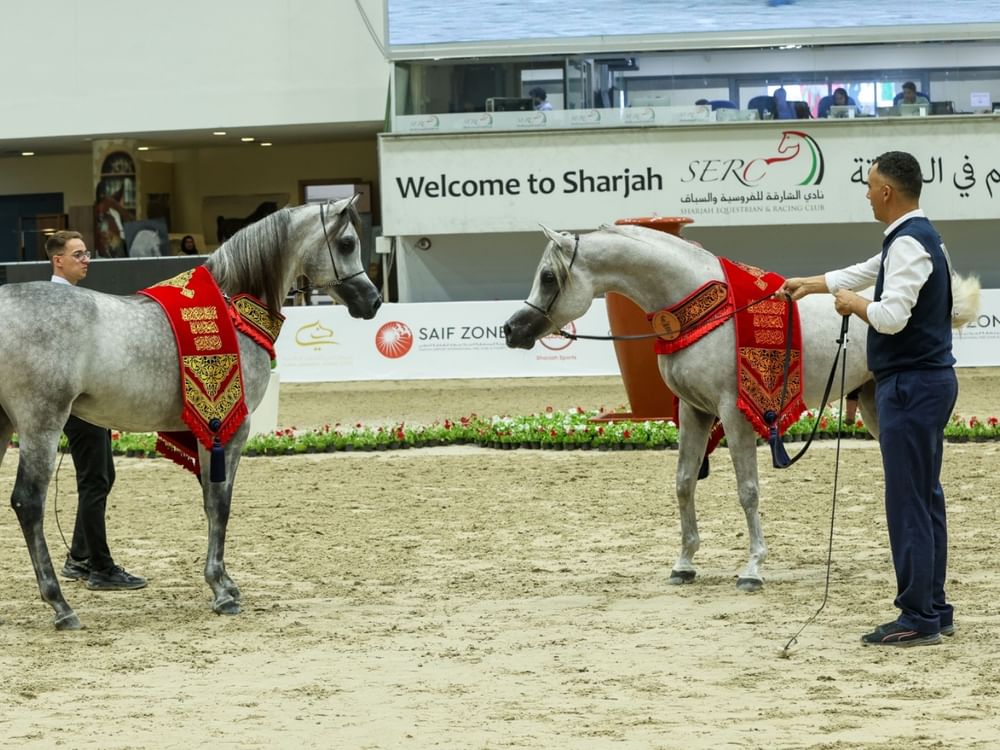 مهرجان الشارقة الدولي للجواد العربي‬ السلالة المصرية ينطلق غدا