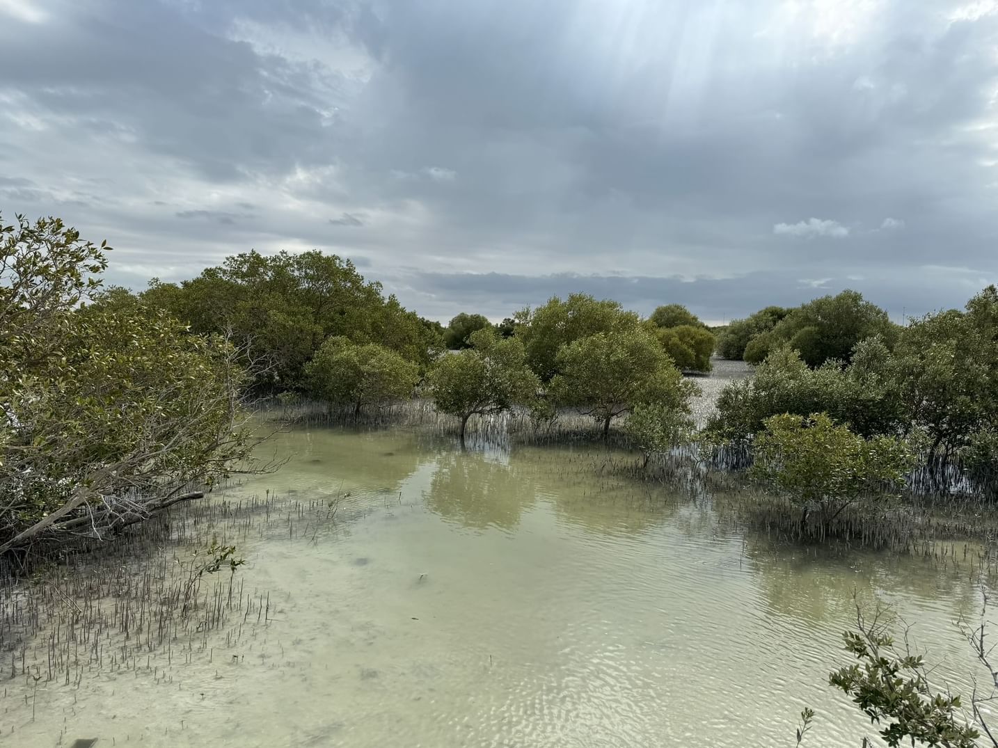 Les Émirats arabes unis célèbrent la Journée internationale pour la conservation de l’écosystème des mangroves en réaffirmant leur engagement et leur vision mondiale
