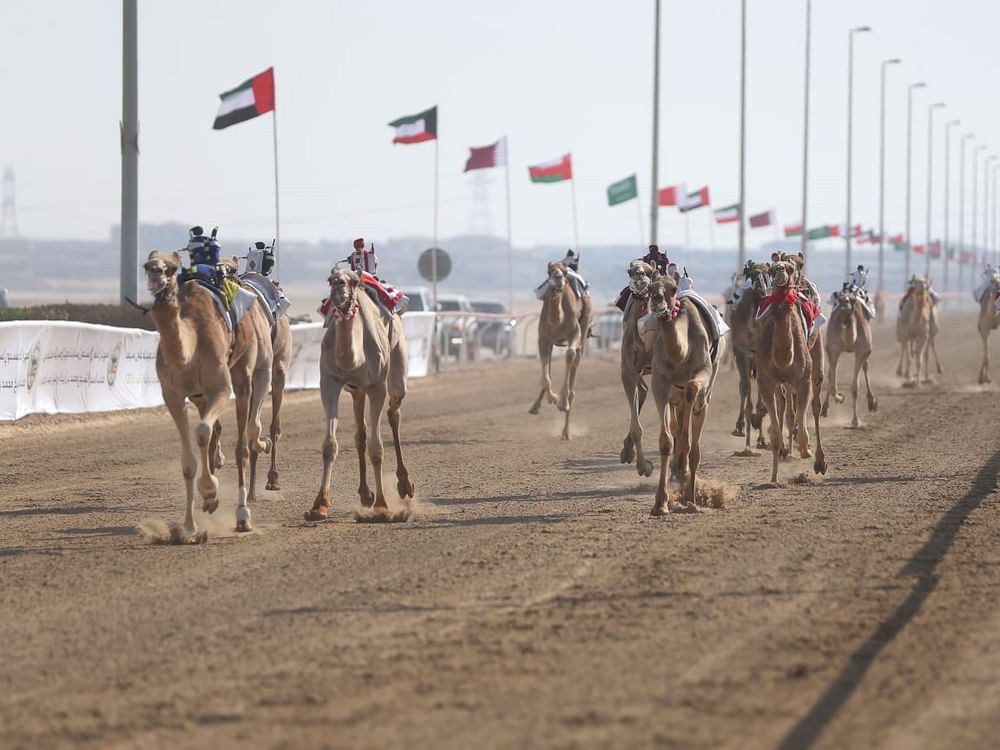 "المهرجان الختامي" السنوي لسباقات الهجن العربية الأصيلة ينطلق 26 فبراير
