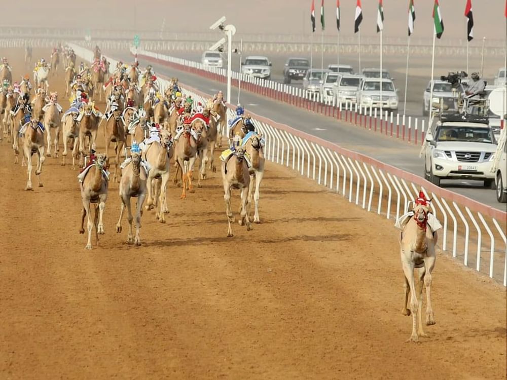 مهرجان العين للهجن يحتضن غدا 25 شوطاً في "منافسات الإيذاع"