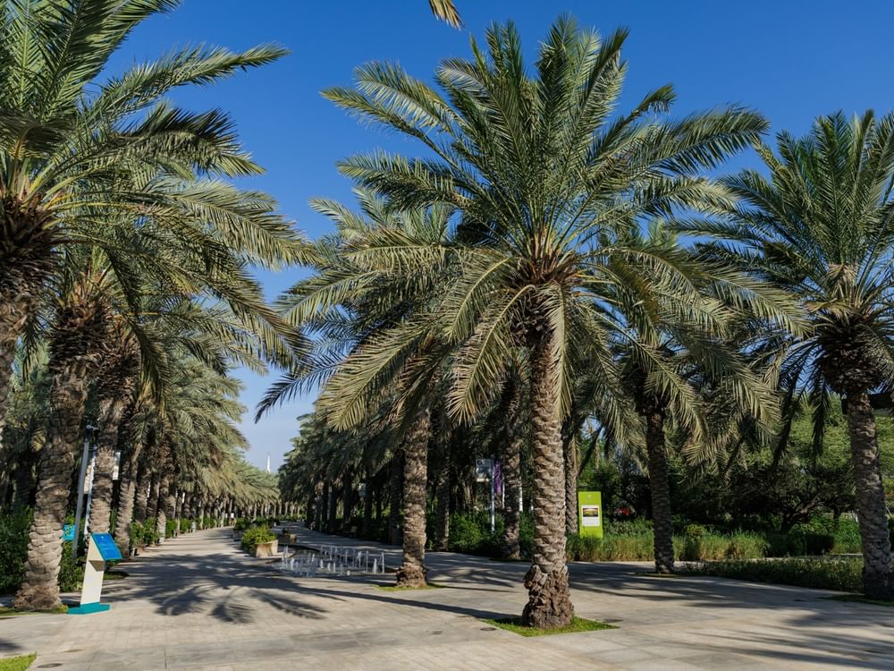 حديقة أم الإمارات تحتضن أكثر من 700 نخلة دعماً لمبادرة "نخلة البيت"