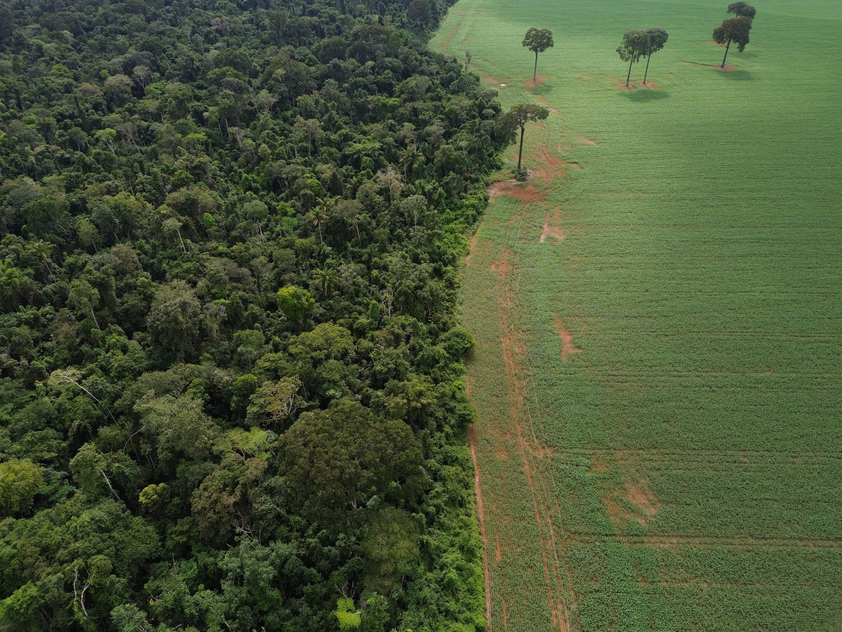 COP30 au Brésil : le secteur agro-industriel veut s’affirmer comme acteur de la solution climatique