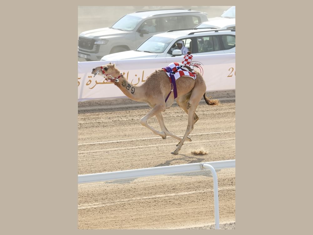 سلطان بن حمدان يشهد فعاليات مهرجان الظفرة للهجن