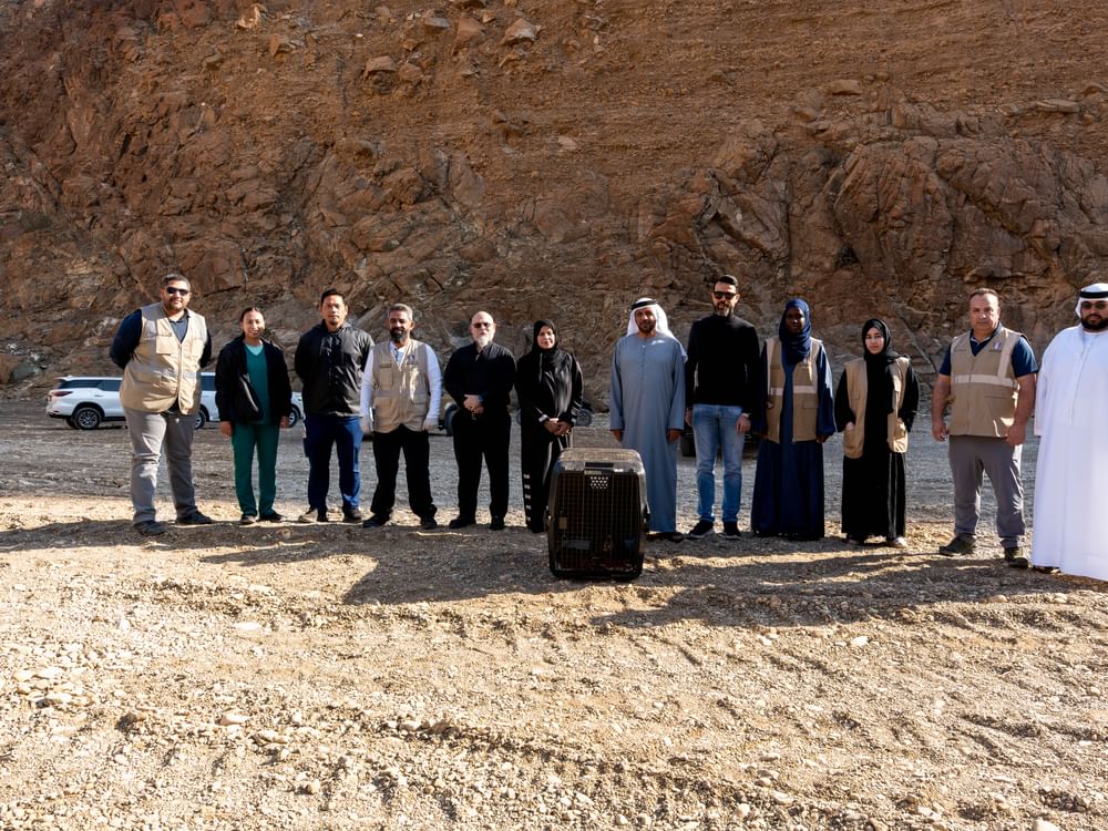 "حُوَّام العسل الشرقي" ينطلق من محمية الوريعة بالفجيرة بعد تعافيه  