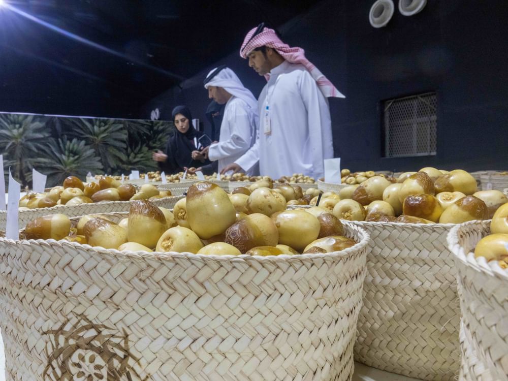 من ليوا إلى العين والوثبة.. تحكيم الرطب يعزز الممارسات الزراعية المستدامة