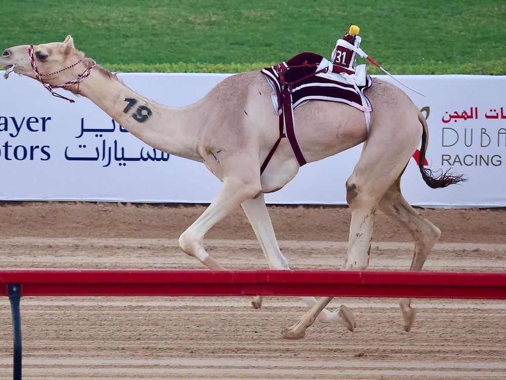 انطلاق النسخة التاسعة لمهرجان ولي عهد دبي للهجن