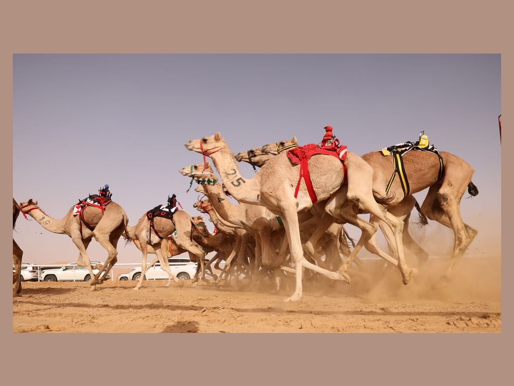 "ليوا الرياضي" يعلن تفاصيل منافسات الهجن في "المهرجان الدولي"
