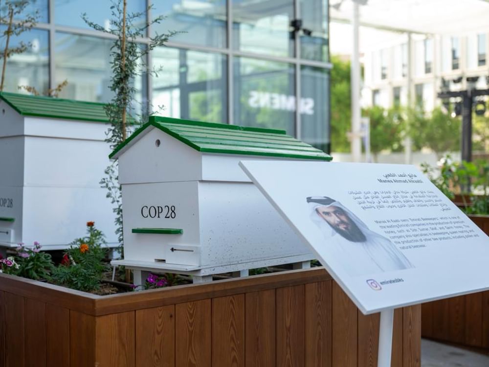 Young farmers and sustainable practices shine at COP28