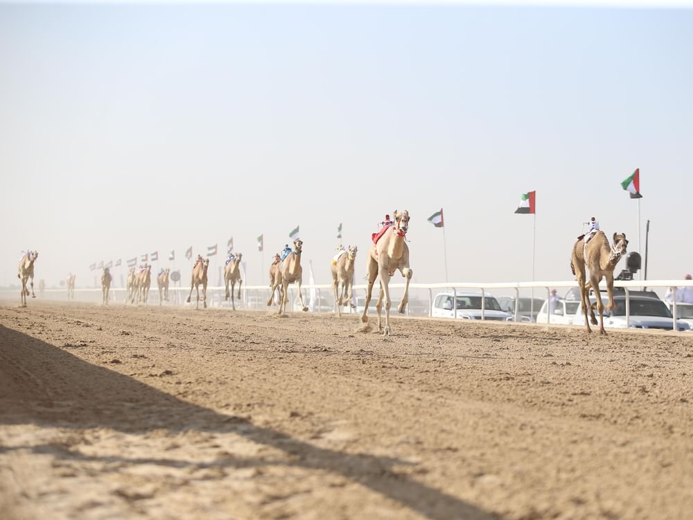 مهرجان الظفرة الثالث لسباقات الهجن يبدأ فعالياته بمنافسات الحقايق