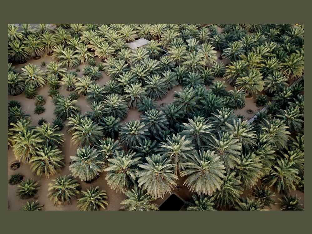 نخيل التمر الإماراتي ينتشر تدريجيا في المناطق الصينية وتقدم في توطين زراعته
