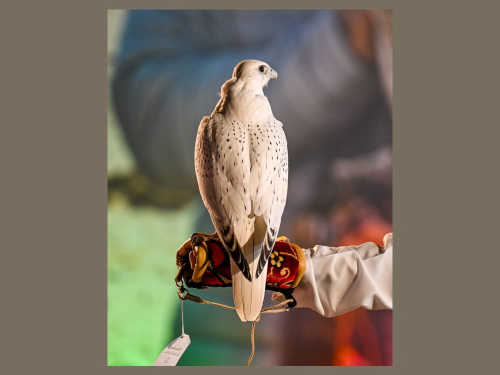 كأس رئيس الدولة للصيد بالصقور تحقق نجاحا كبيرا في أعداد المشاركين