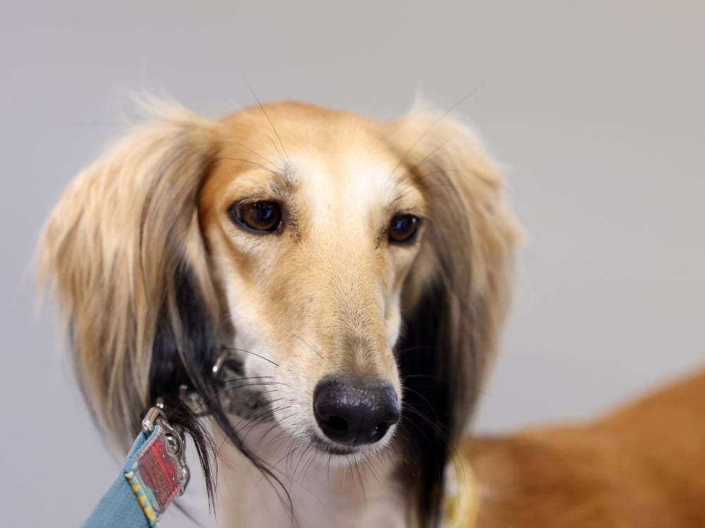 "نادي صقاري الإمارات" يكرس حضور السلوقي العربي بمعرض أبوظبي للصيد والفروسية