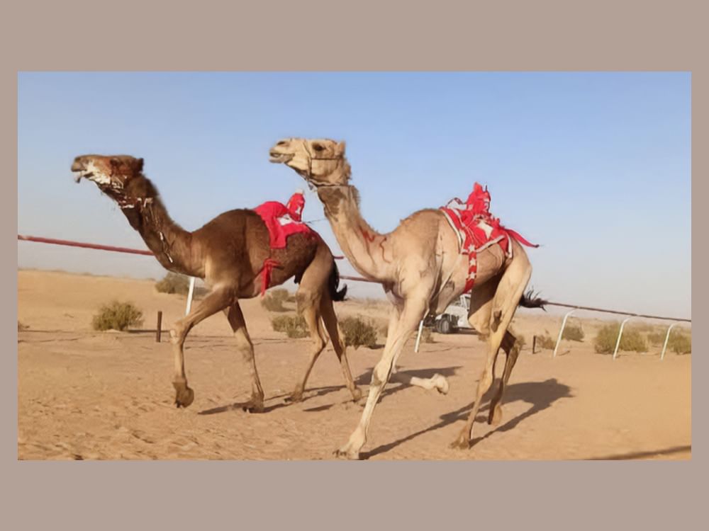 تتويج الفائزين بـ"سباق العلمين" التمهيدي الرابع للهجن بمشاركة 600 مطية