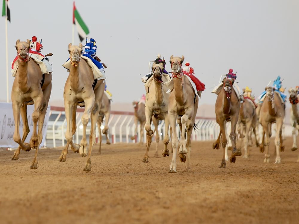 15 شوطاً في مهرجان العين للهجن.. و”نيران” و”مياس” يخطفان الأضواء