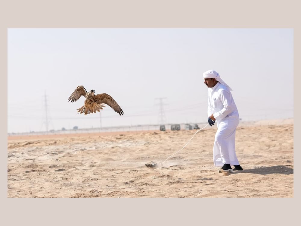 30 جائزة في مسابقة مهرجان الظفرة للصيد بالصقور 