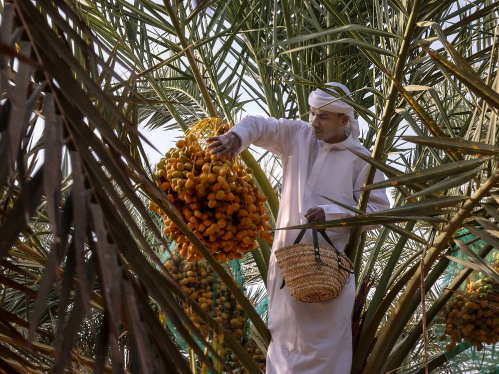 آلية تقييم مسابقات مهرجان الوثبة للرطب تركز على جودة الثمار والممارسات الزراعية المستدامة