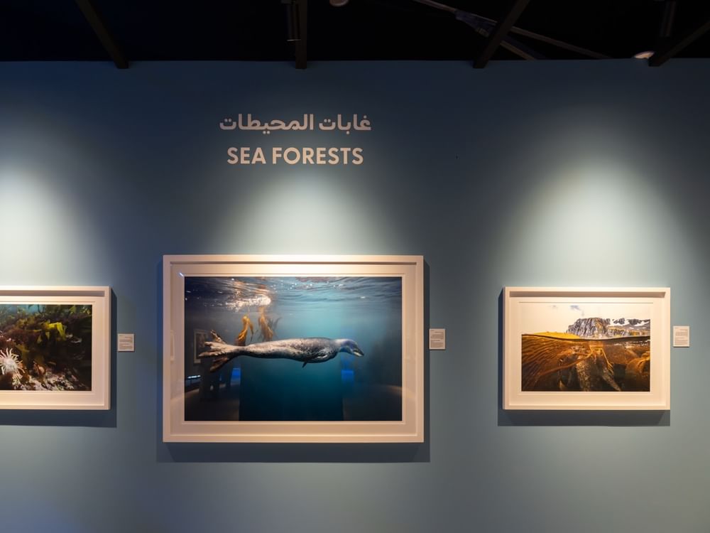 اكسبوجر 2026 - القمة البيئية.. جينيفر أدلر : الصورة أبلغ وسيلة لرواية العلم للأطفال