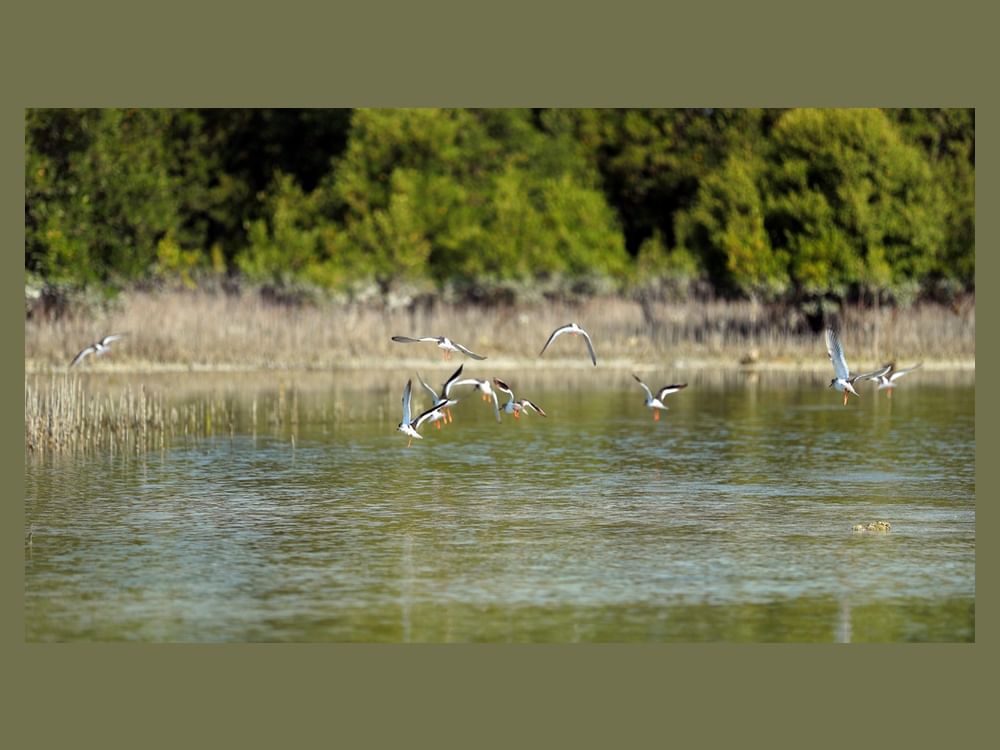 EAD develops Mangrove Ecosystem Monitoring Toolkit for Arabian Gulf region