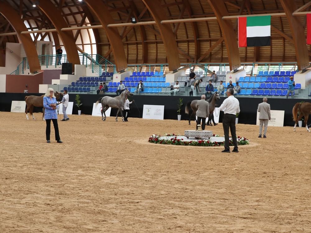 كأس الإمارات العالمي لجمال الخيل تواصل منافساتها في المغرب بمشاركة كبيرة 