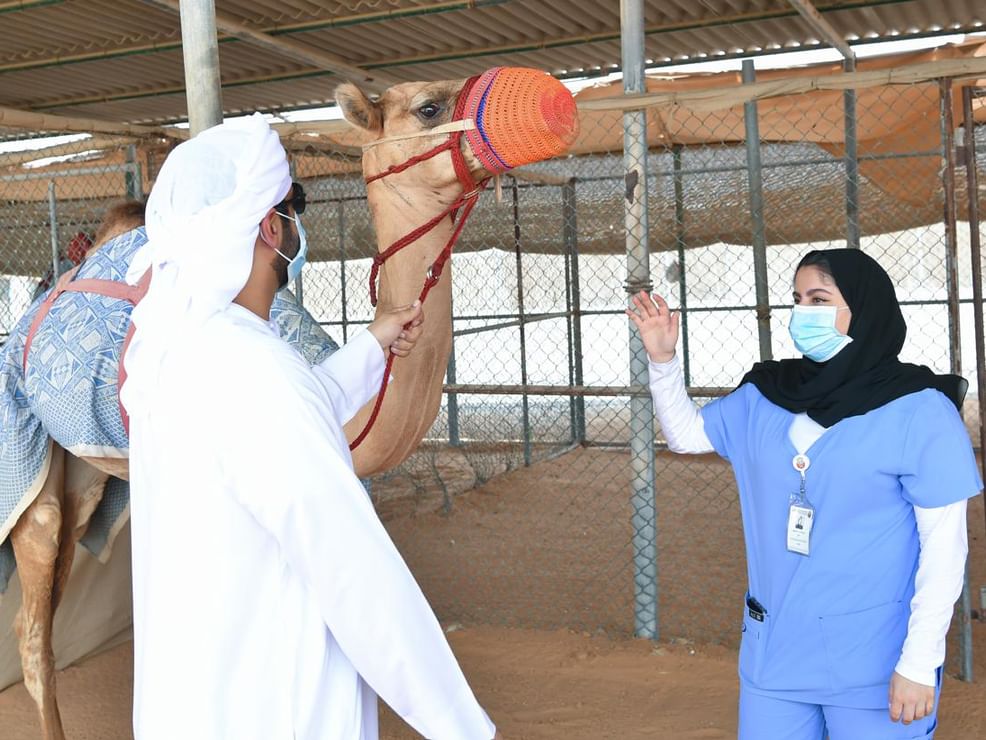 المركز المرجعي بـ "أبوظبي للزراعة" .. إنجازات رائدة في أبحاث صحة الإبل عالميا