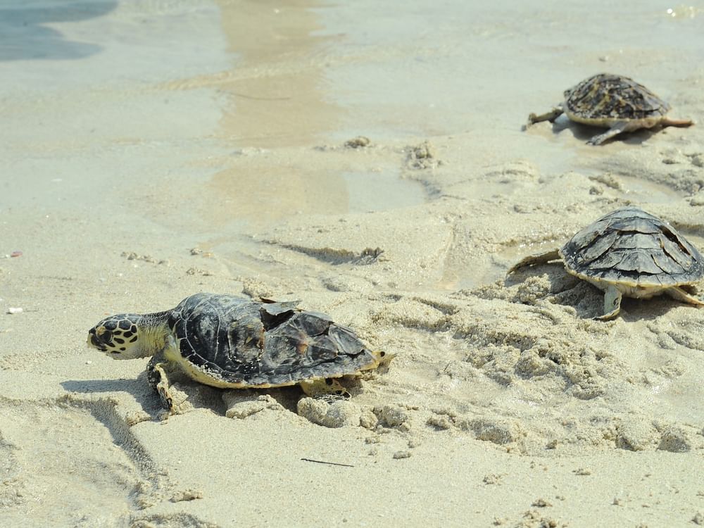 Abu Dhabi named Arab Environment Capital for 2023