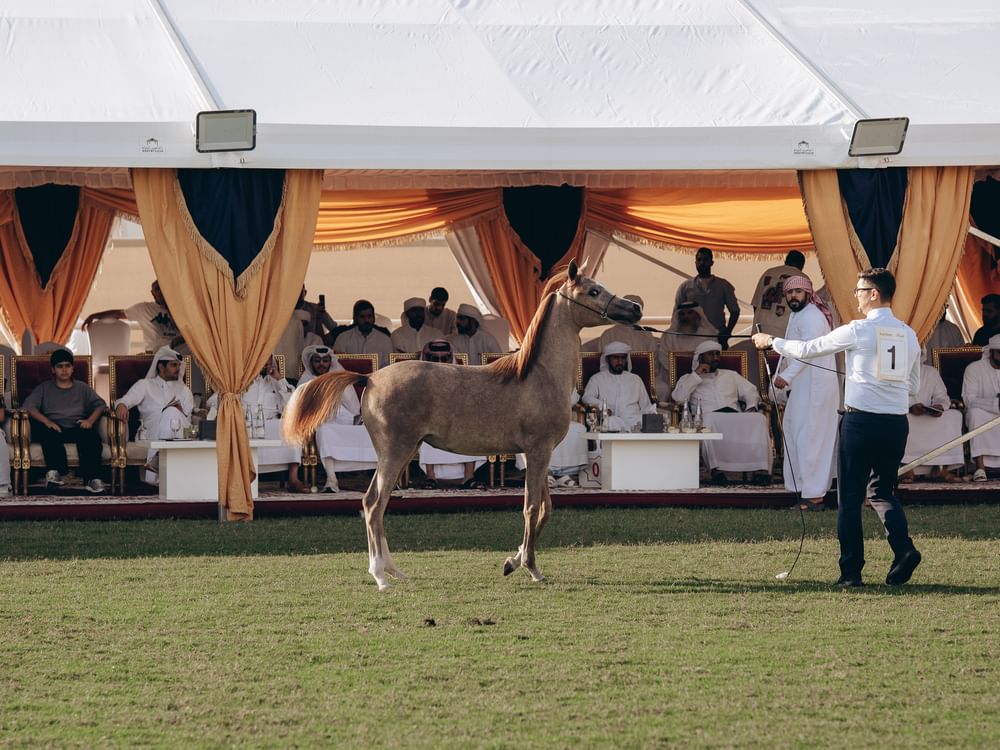 Total sales reach AED6.4 million at Ajman Arabian Horse Auction