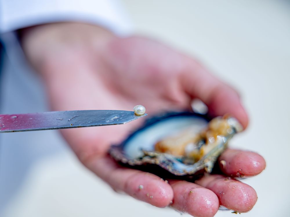 EAD launches first project in Gulf to survey, evaluate, restore traditional oyster habitats