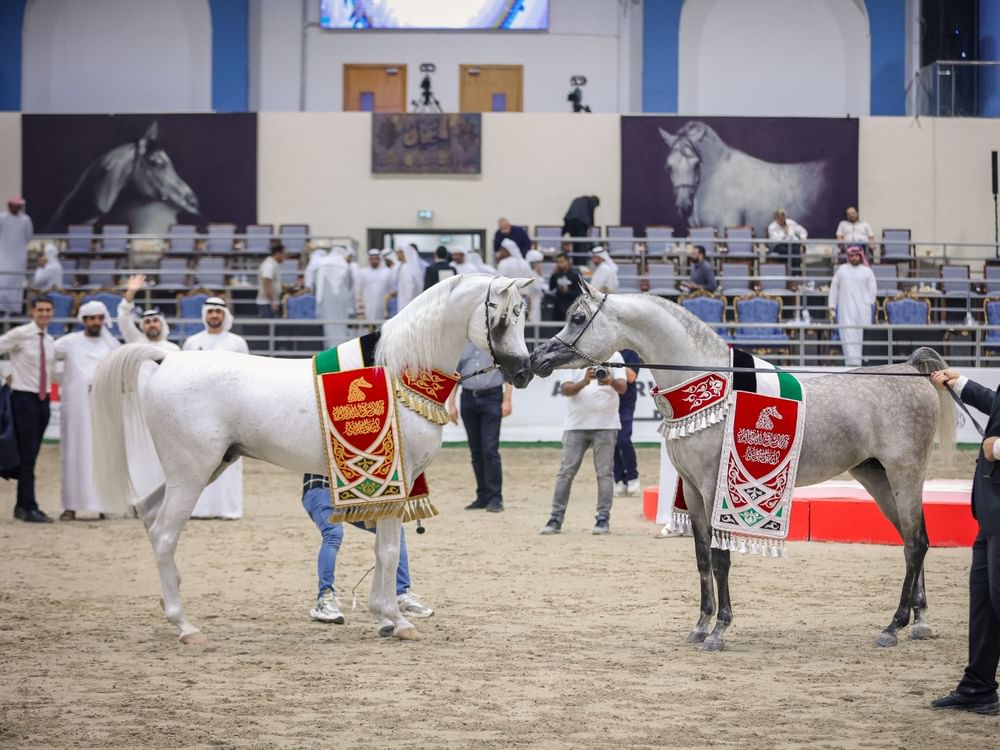النسخة الـ22 من مهرجان الشارقة للجواد العربي – الإنتاج المحلي 2025 تنطلق غدا