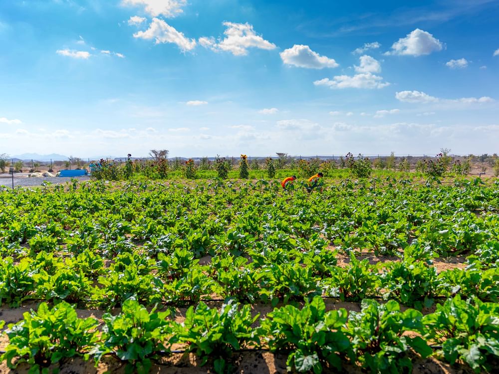 Gheras advances integrated farming in Sharjah