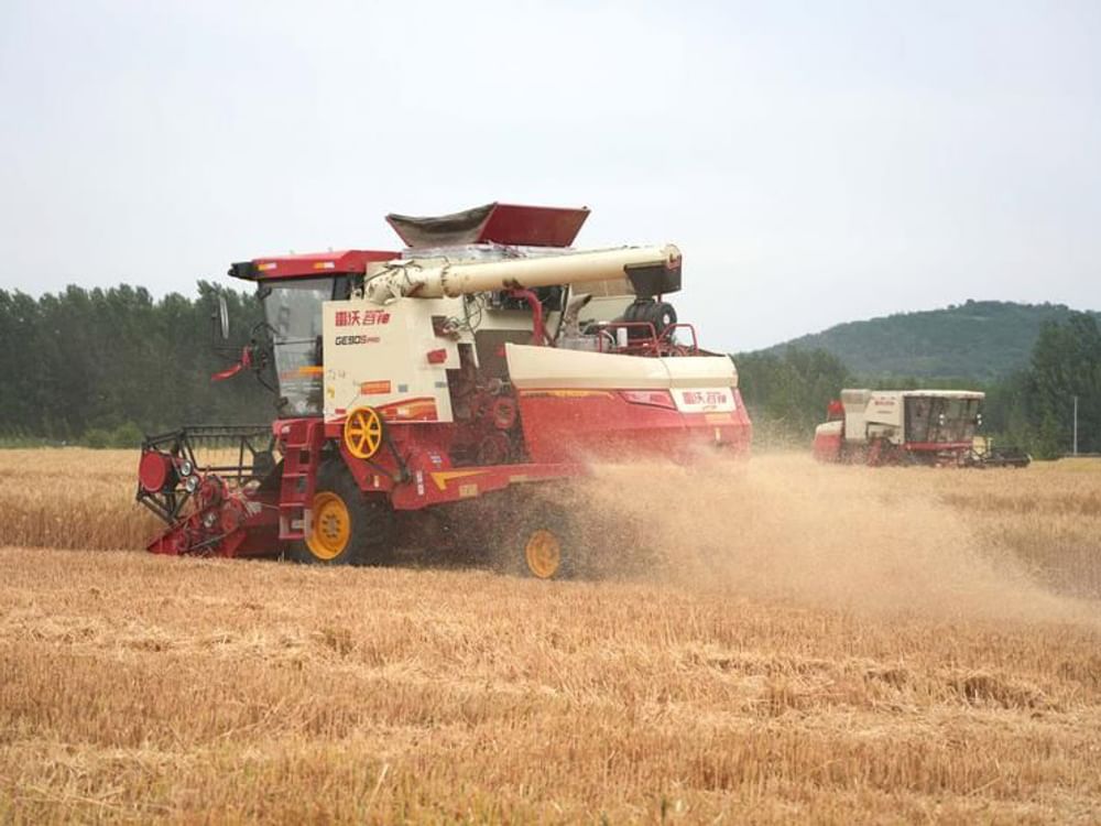 China harvests 149 million tonnes of summer grain in 2025