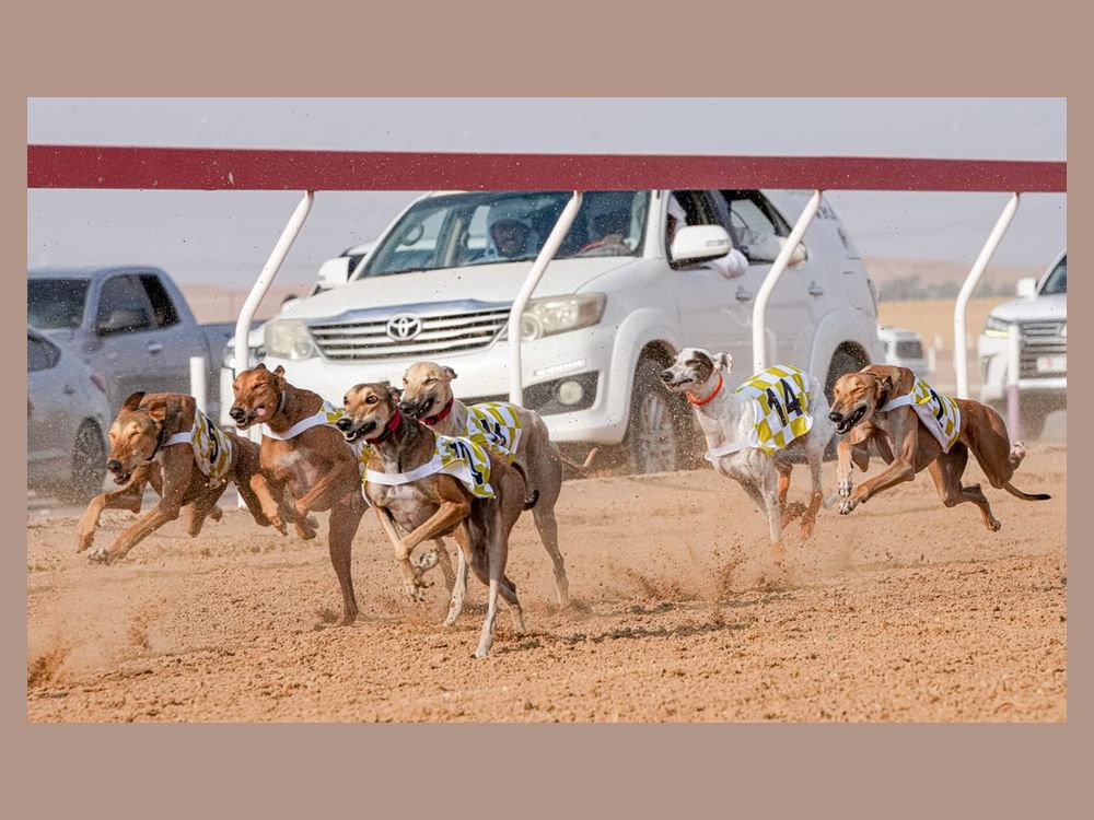 مهرجان العين التراثي ينظم سباق السلوقي العربي